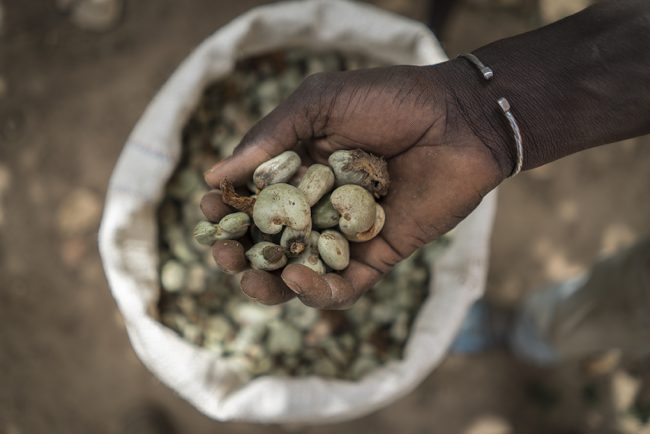 cashewseeds man holding cashew seeds
