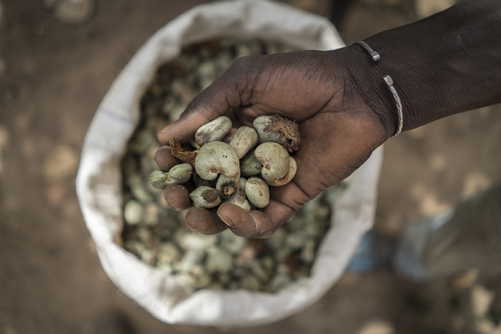man holding cashew seeds